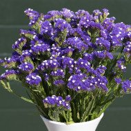 Statice Forever Blue