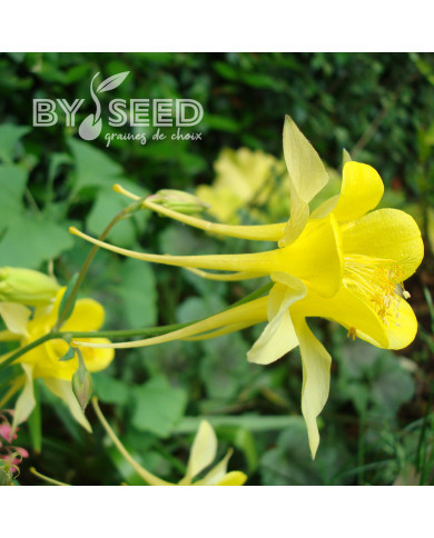Ancolie chrysantha Yellow Queen