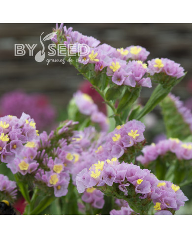 Statice Forever Happy