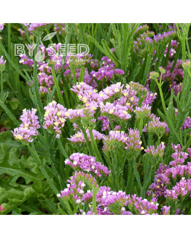 Statice Forever Happy