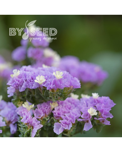 Statice Forever Happy