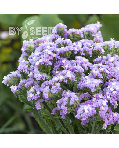 Statice Forever Happy