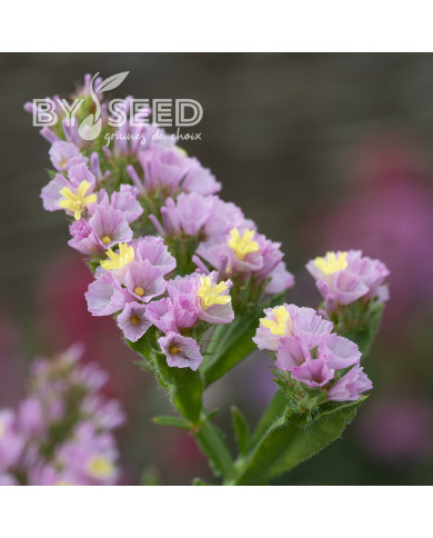 Statice Forever Happy