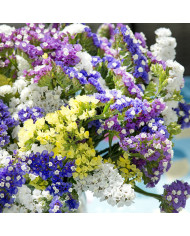 Statice Forever Moonlight