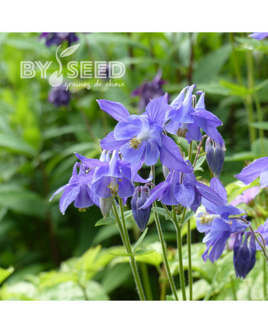 Ancolie des Alpes bleue