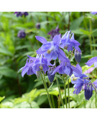 Ancolie des jardins double 'Granny's Bonnets' Mix