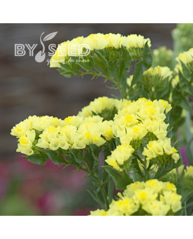 Statice Forever Moonlight