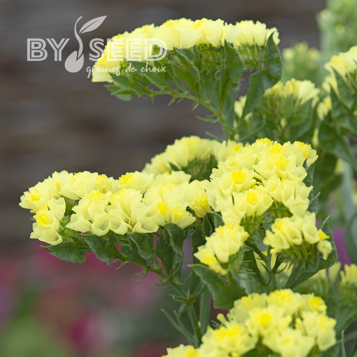 Statice Forever Moonlight