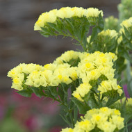 Statice Forever Moonlight