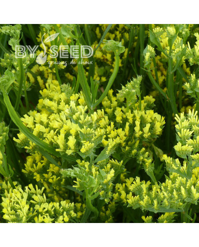 Statice Forever Moonlight