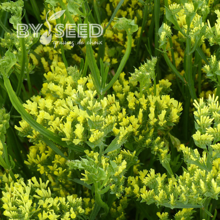 Statice Forever Moonlight