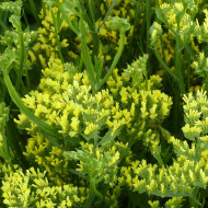 Statice Forever Moonlight