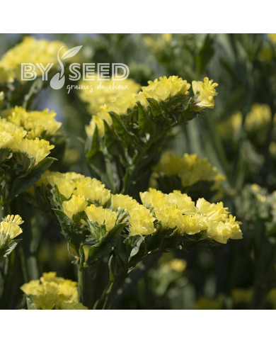 Statice Forever Moonlight