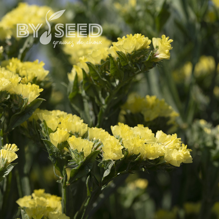 Statice Forever Moonlight