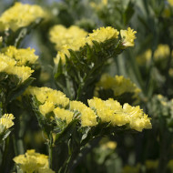 Statice Forever Moonlight