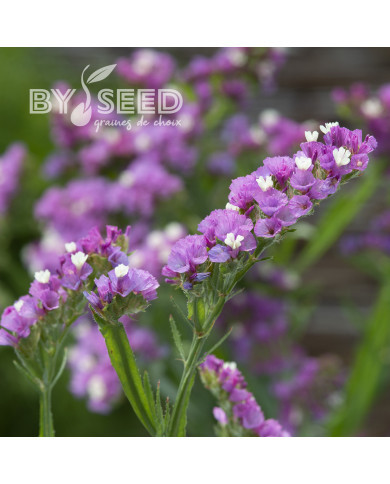 Statice Forever Rose