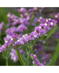 Statice Forever Moonlight