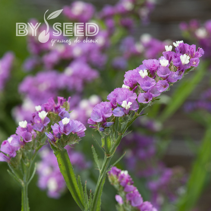 Statice Forever Rose