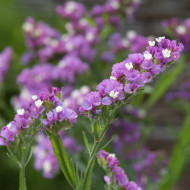 Statice Forever Rose