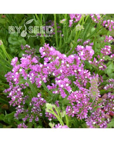 Statice Forever Rose