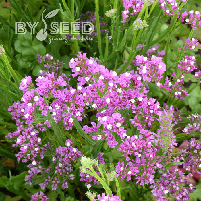 Statice Forever Rose