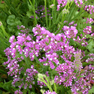 Statice Forever Rose