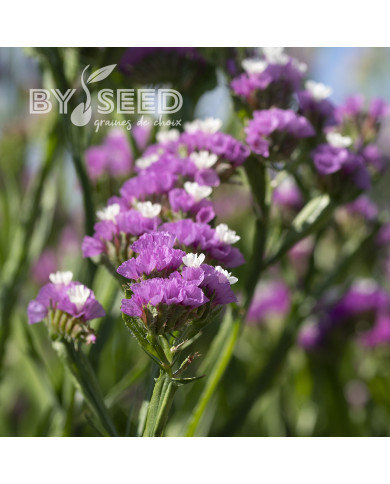 Statice Forever Rose