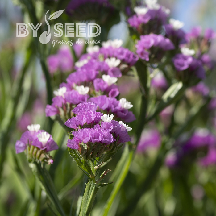 Statice Forever Rose