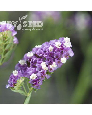 Statice Forever Rose