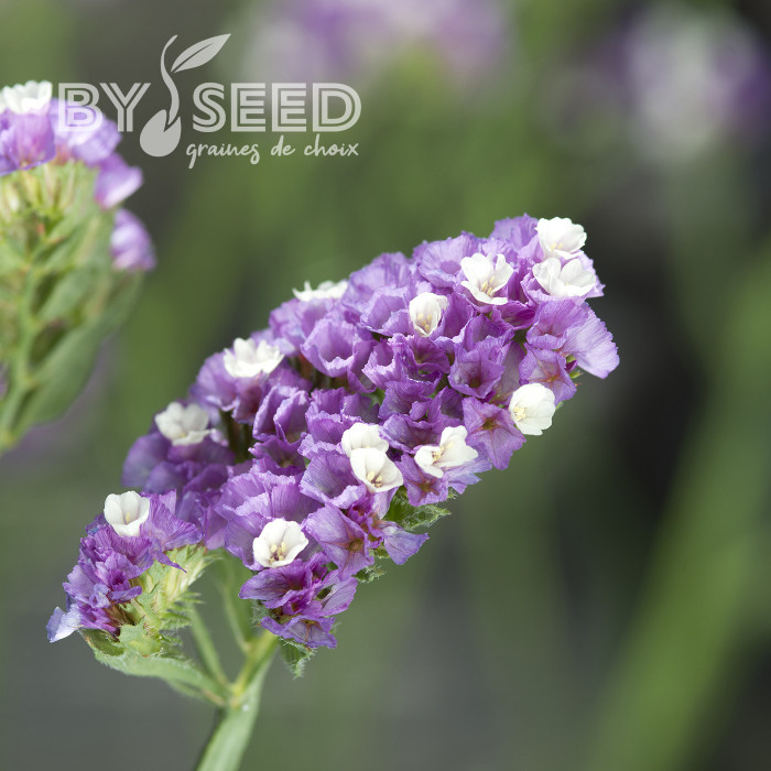 Statice Forever Rose