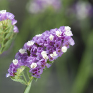 Statice Forever Rose