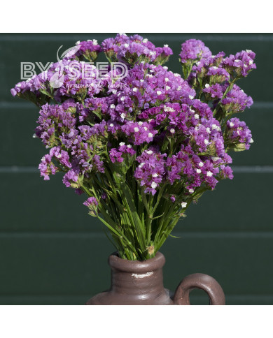 Statice Forever Rose