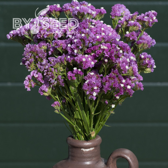 Statice Forever Rose