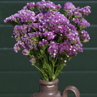 Statice Forever Rose