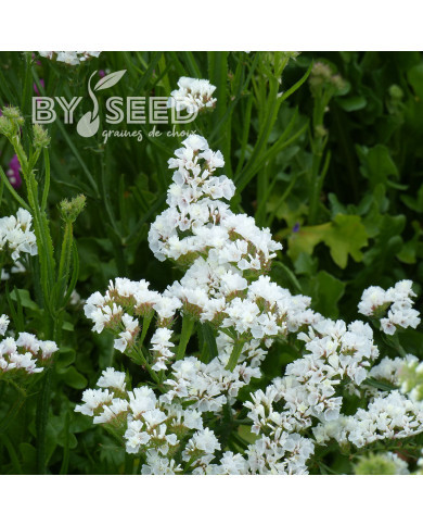 Statice Forever Silver