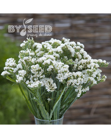 Statice Forever Silver