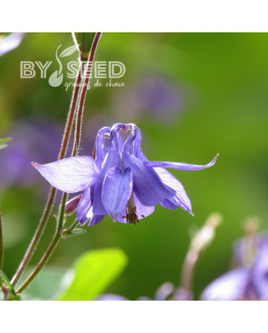 Ancolie des Alpes bleue