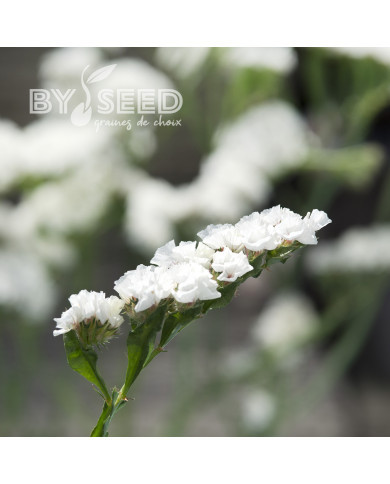 Statice Forever Silver