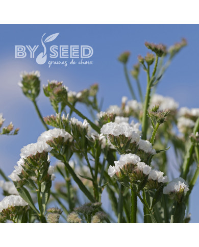 Statice Forever Silver