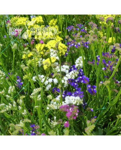 Statice Pacific Choice Mix