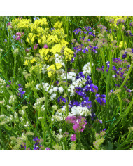 Statice Purple Monarch