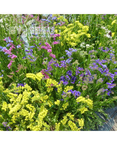 Statice Pacific Choice Mix