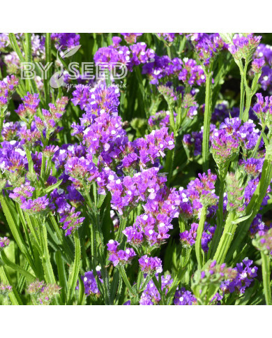 Statice Purple Monarch