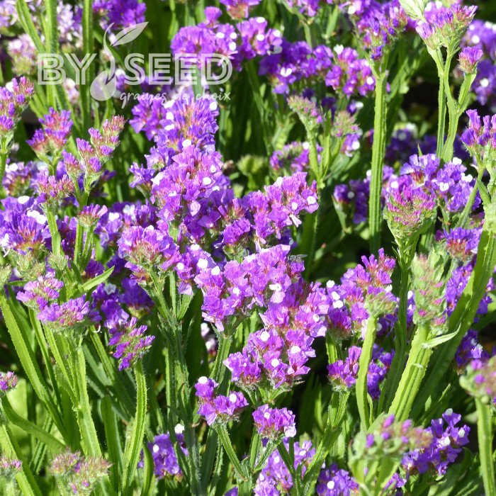 Statice Purple Monarch