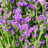 Statice Purple Monarch
