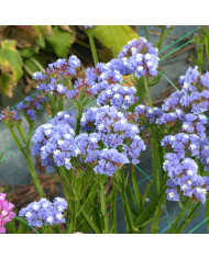 Statice Purple Monarch
