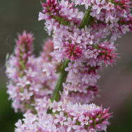 Statice suworowii