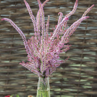 Statice suworowii
