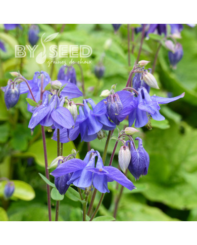 Ancolie des Alpes bleue