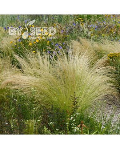 Stipa tenuissima (tenuifolia) Pony Tails - Cheveux d'Ange